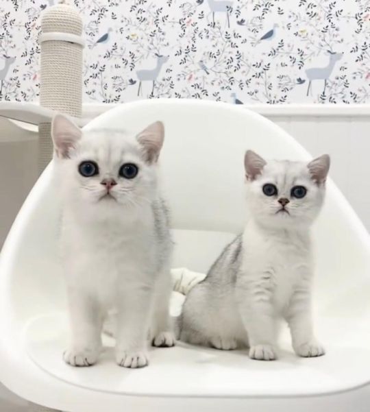 Quality Persian Kittens