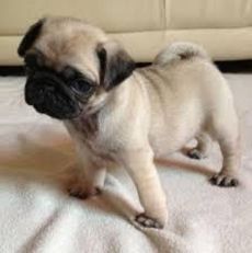 Quality Pug Puppies for sale