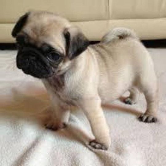 Quality Pug Puppies for sale 	