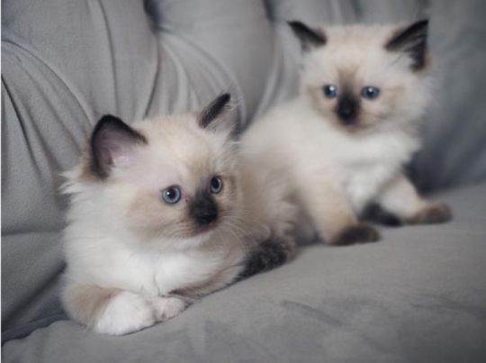 Quality Ragdoll kittens