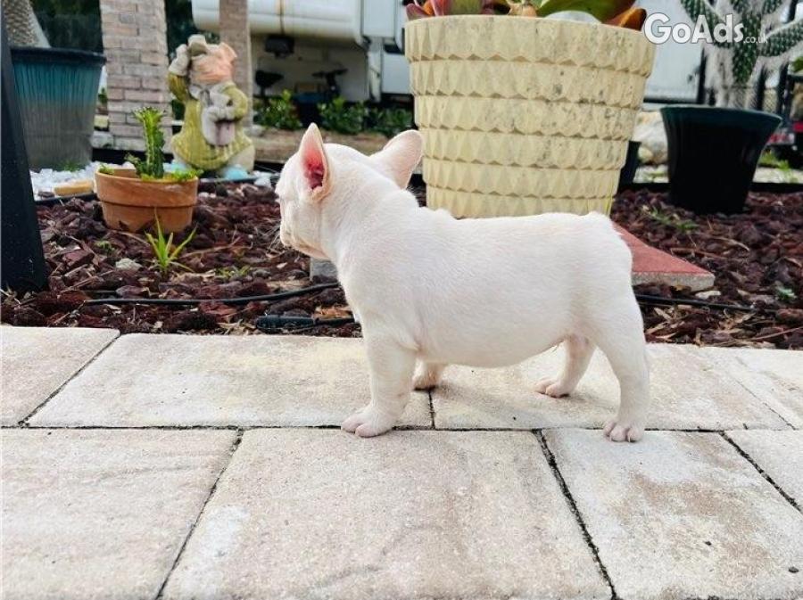Quality Registered French Bulldog Puppies
