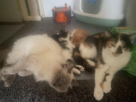 Rag doll cross fluffy kittens