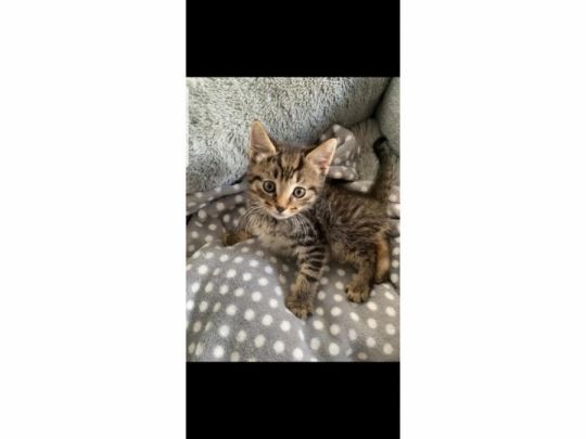 Ragdoll cross kittens. 2 left