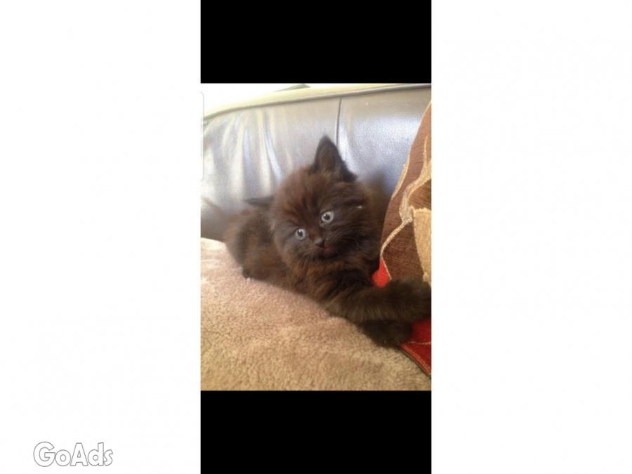 Ragdoll cross kittens. 2 left
