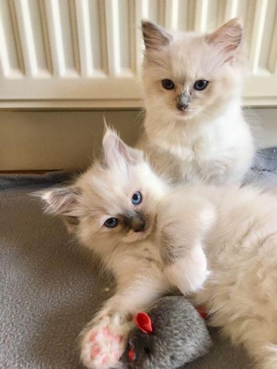 Ragdoll kittens for adoptions