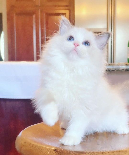 Ragdoll Kittens For Loving Home