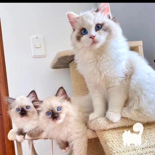 Ragdoll kittens for Re-homing