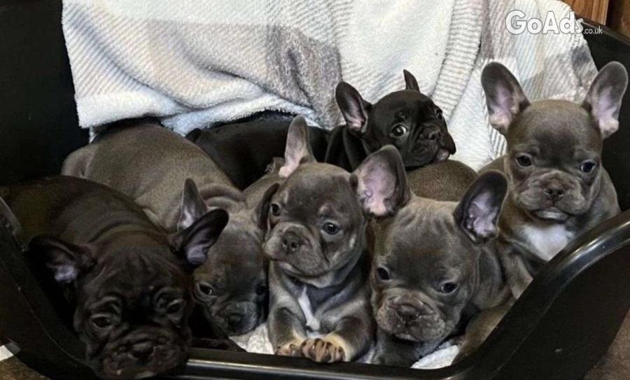 Re-Homing French Bulldog Puppies Ready