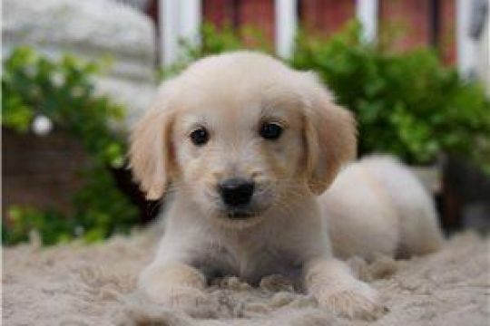 Ready now.. Golden Retriever Puppies BOYS AND GILRS AVAILABLE