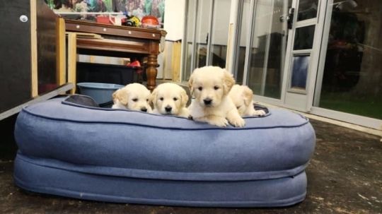 Ready Now - Golden Retriever puppies - Purebred