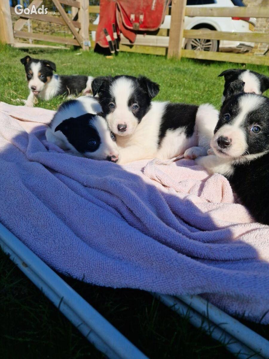 Ready to leave border collie pups!!