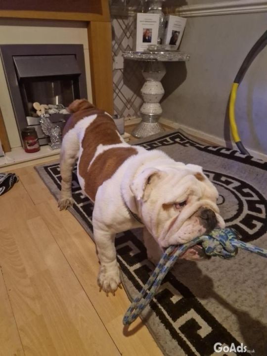 Red and white male bull dog.