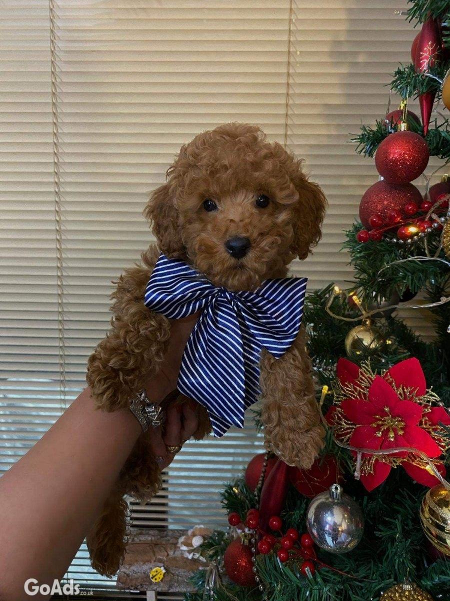 Red miniature poodles