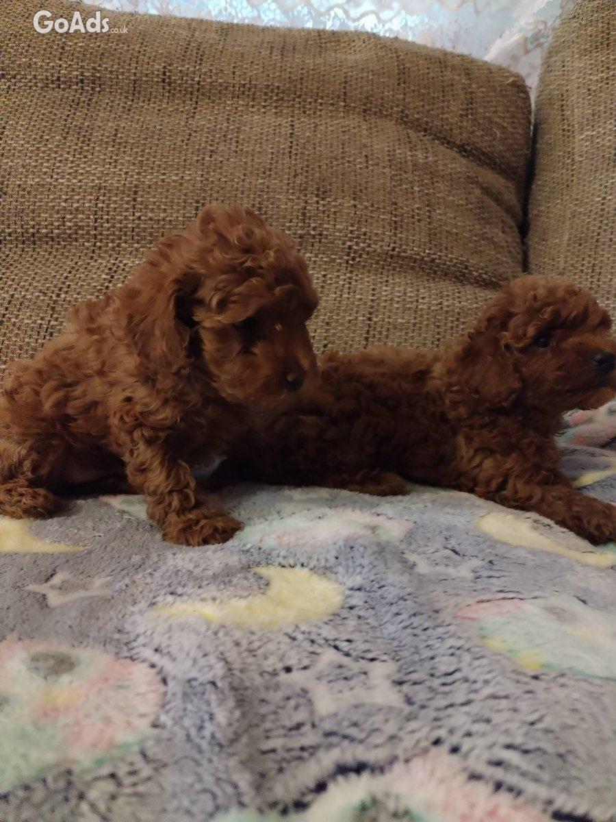 Red toy poodle-Puppies