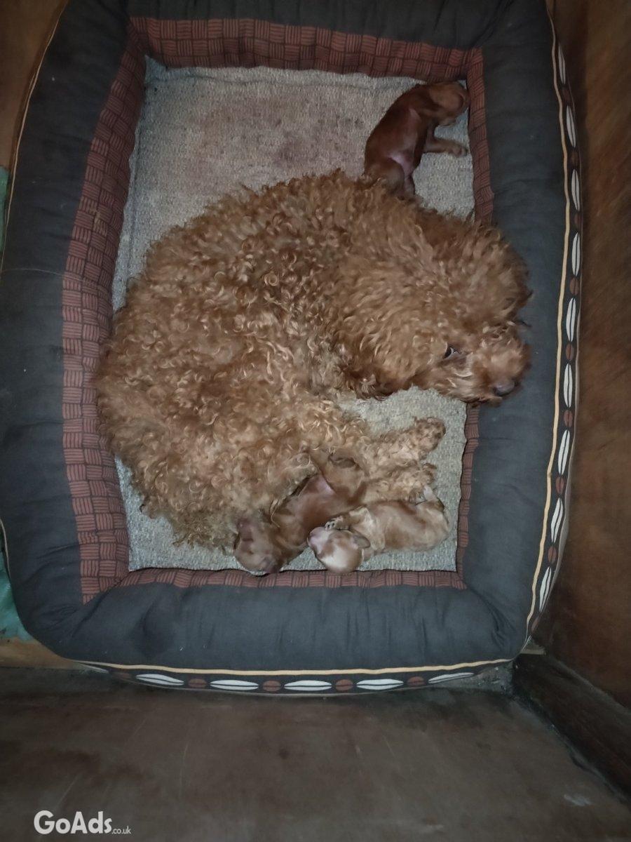 Red toy poodle-Puppies