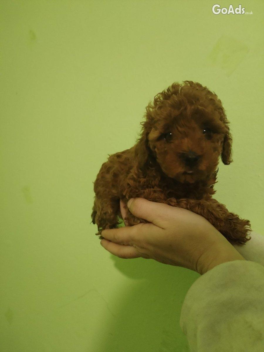 Red toy poodle