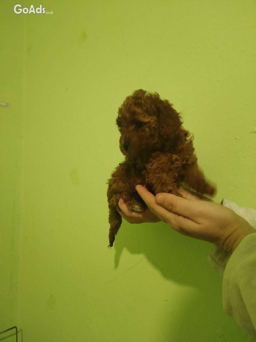 Red toy poodle