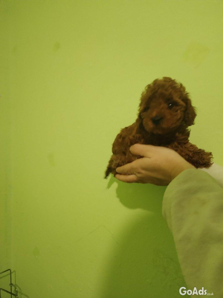 Red toy poodle