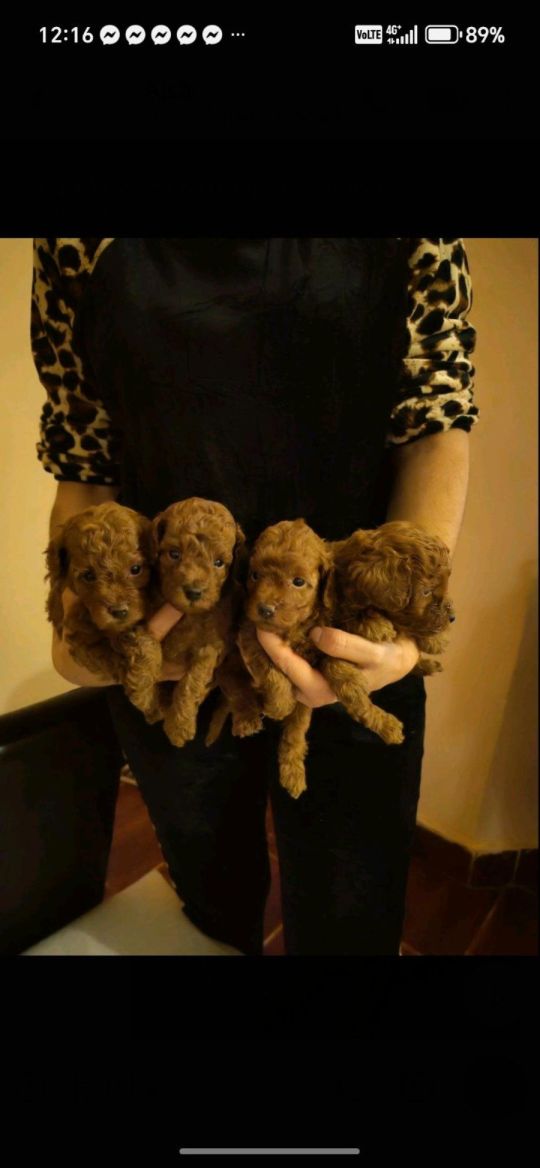 Red toy poodles beautiful for sale