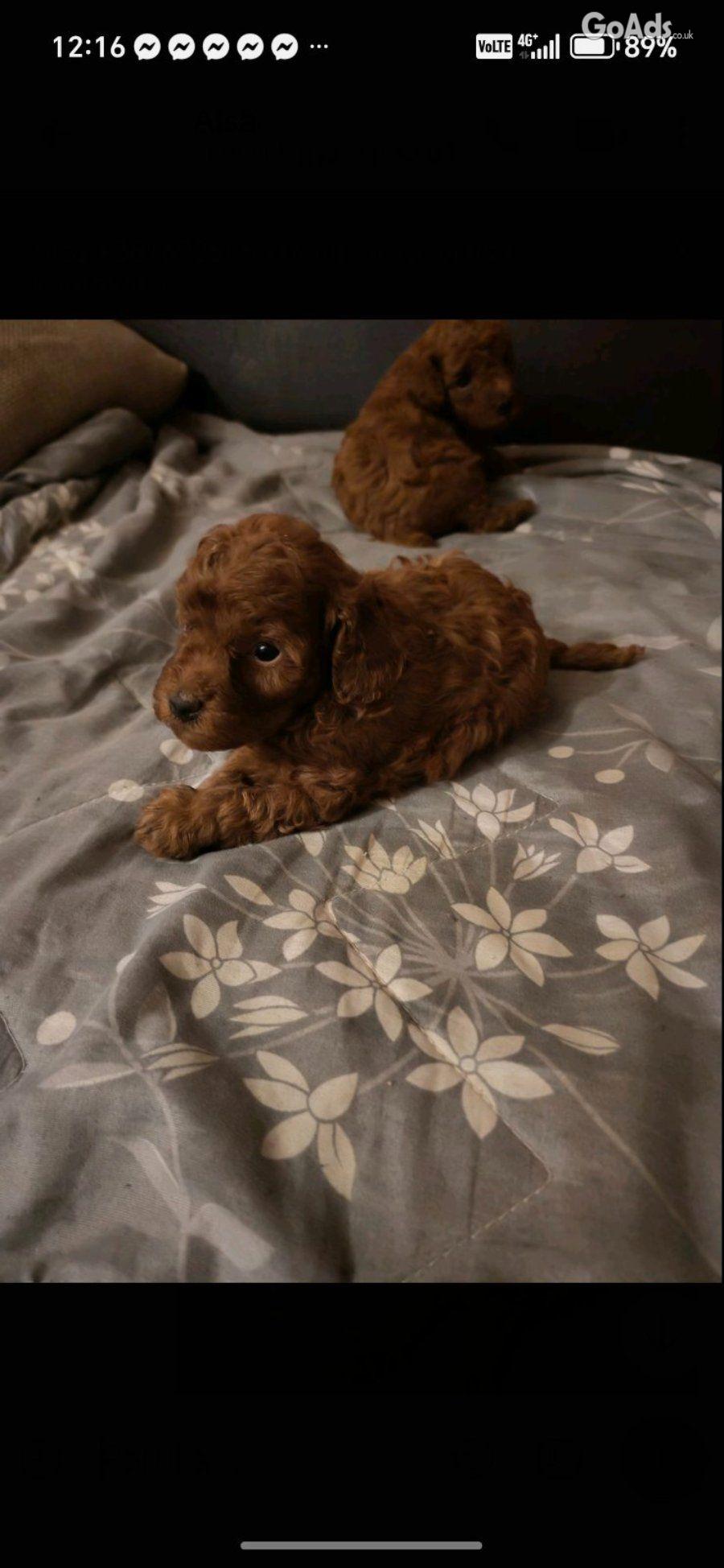 Red toy poodles beautiful for sale