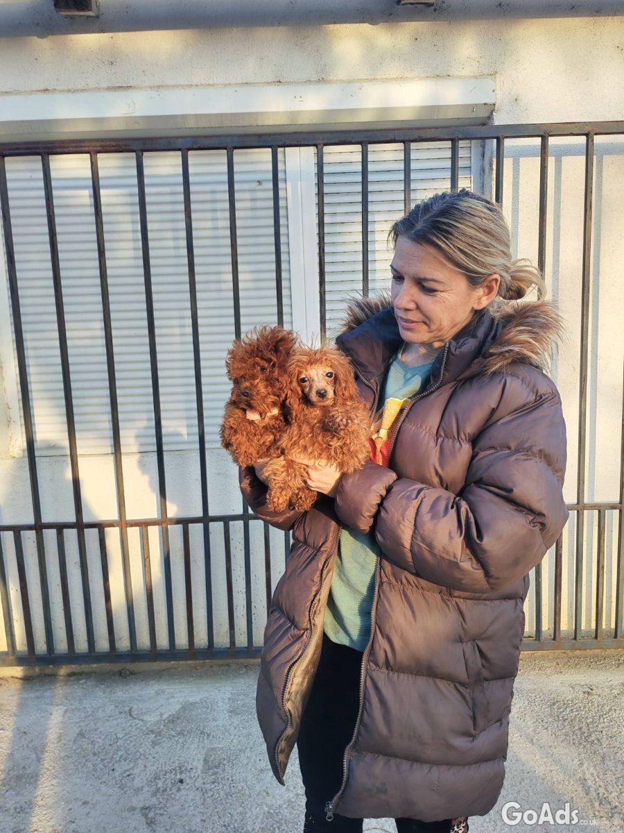 Red toy poodles beautiful for sale
