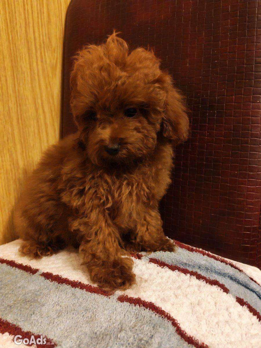 Red toy poodles beautiful for sale
