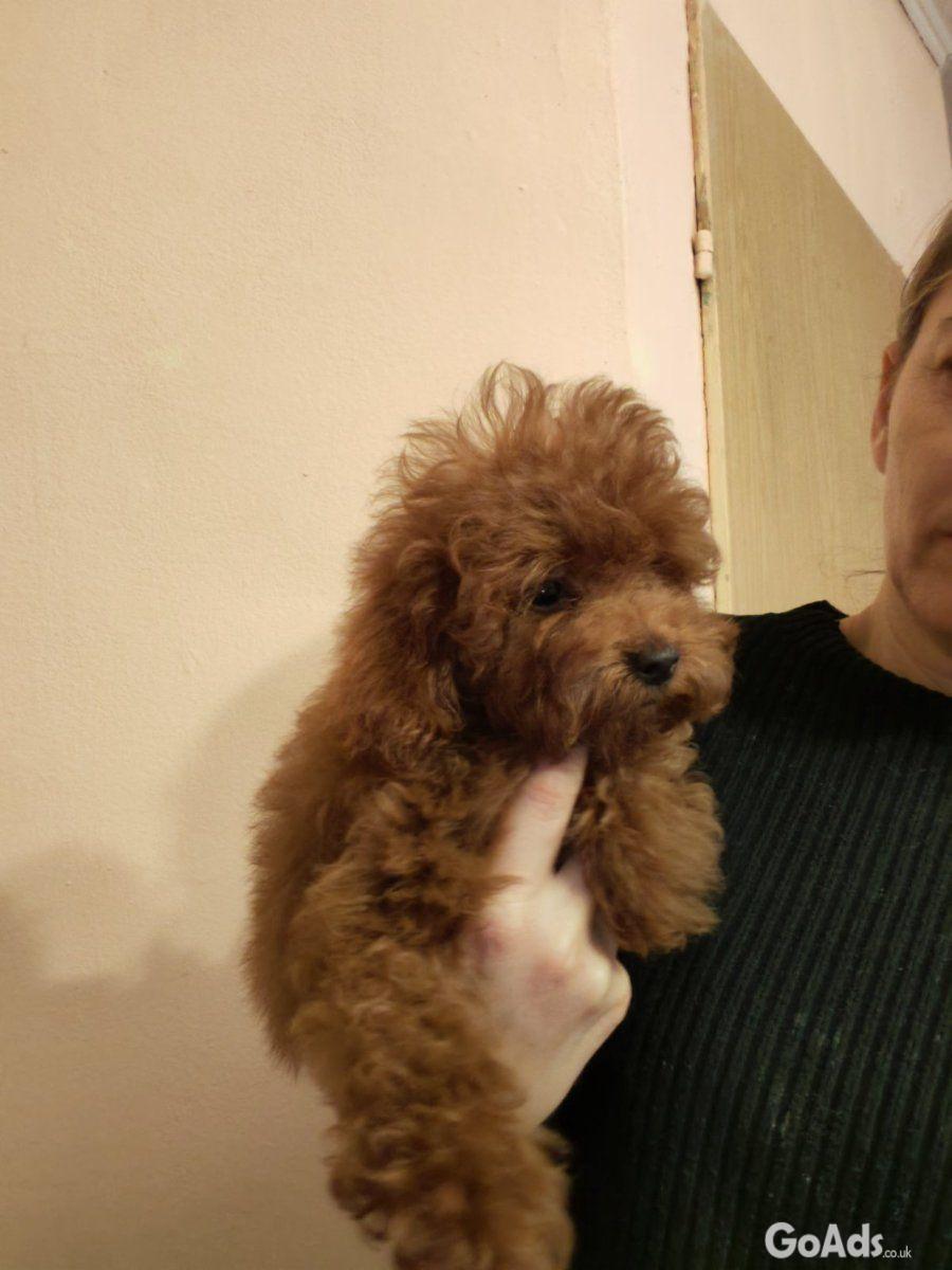 Red toy poodles beautiful for sale