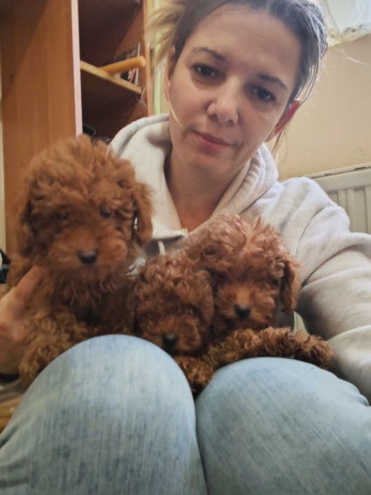 Red toy poodles for sale........