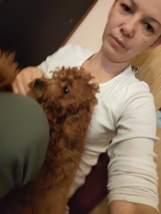 Red toy poodles for sale