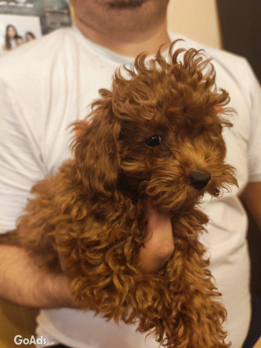 Red toy poodles for sale