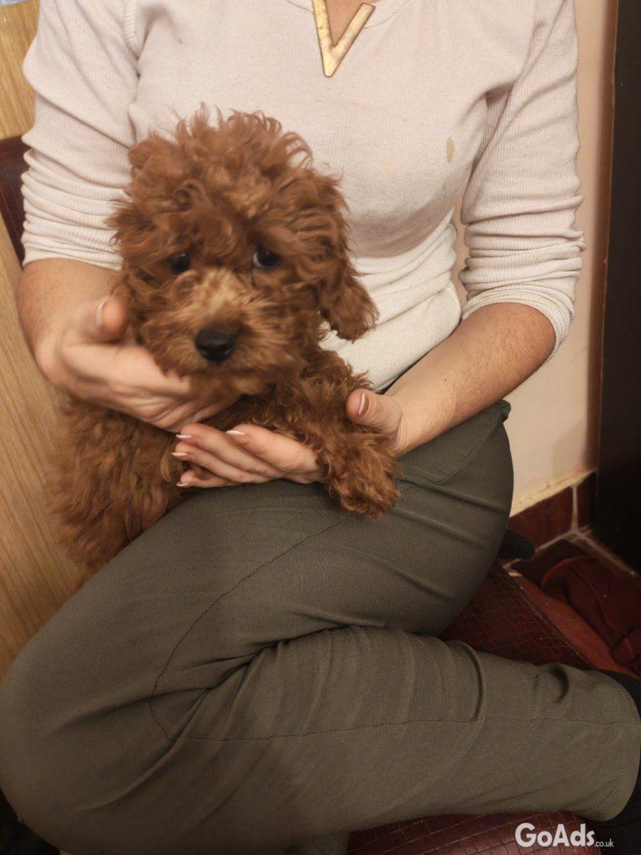 Red toy poodles for sale