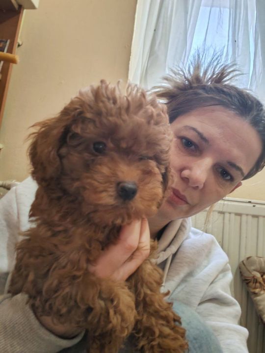 Red toy poodles pupies for sale