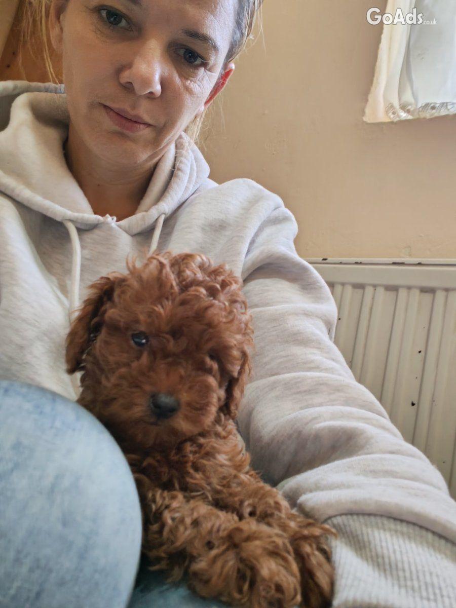 Red toy poodles pupies for sale