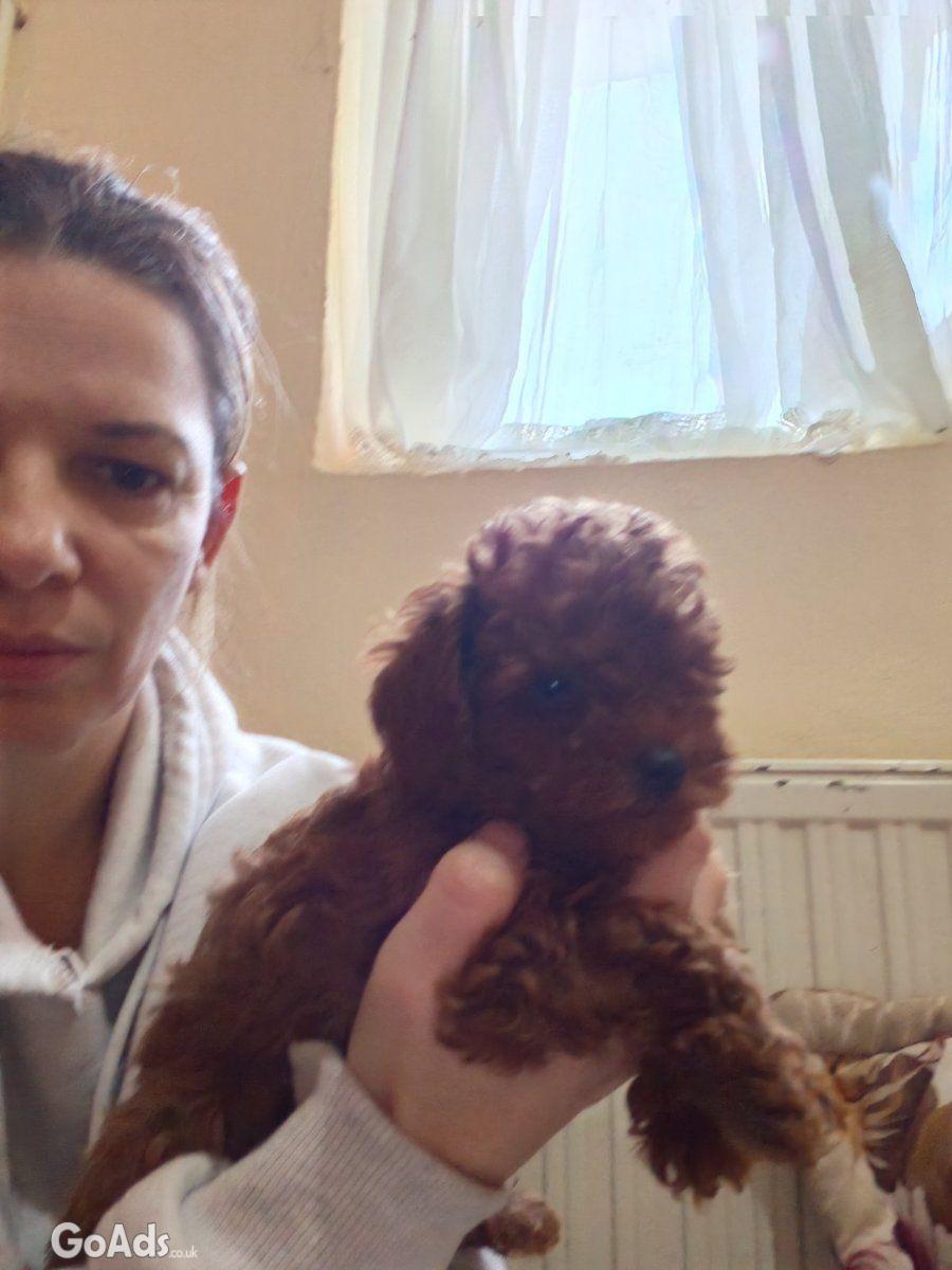 Red toy poodles pupies for sale