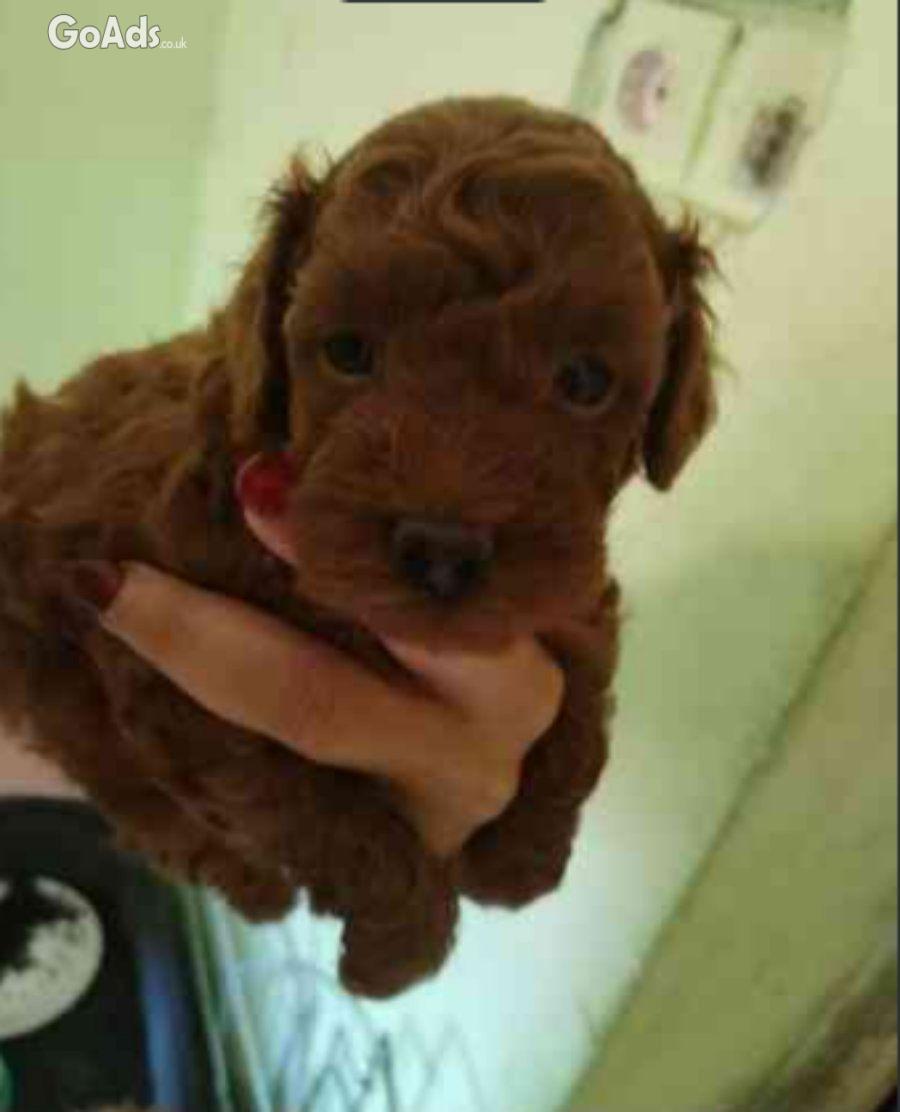 Red toy poodles pupies for sale