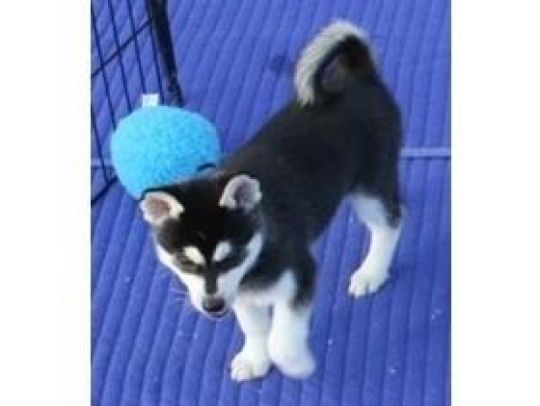 REG Siberian husky puppies