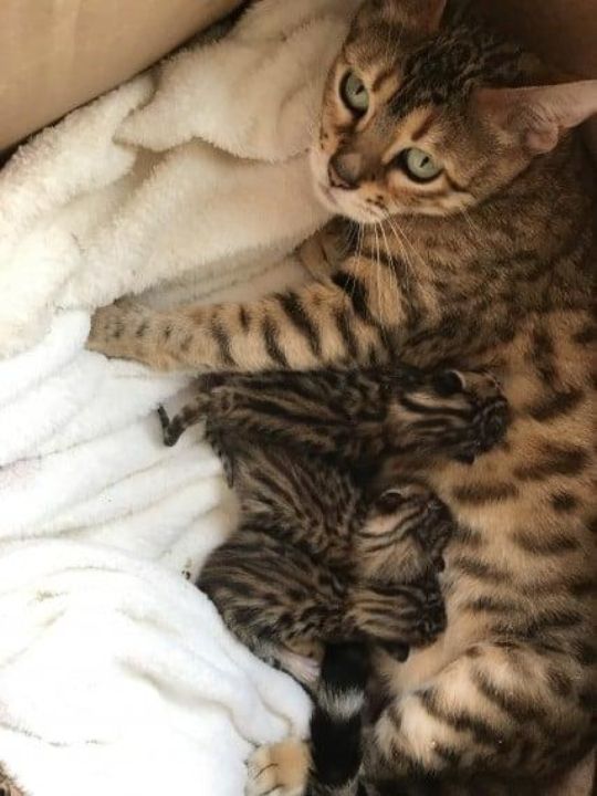 Register Bengal Kittens Available