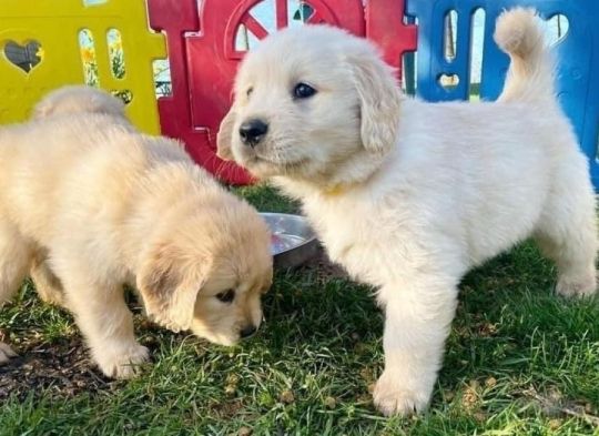 Registered Golden Retriever Puppies
