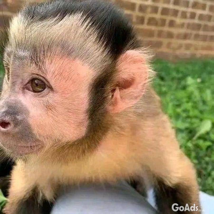 Registered Male  & Female Beautiful Capuchin Monkey