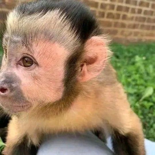 Registered Male  & Female Beautiful Capuchin Monkey