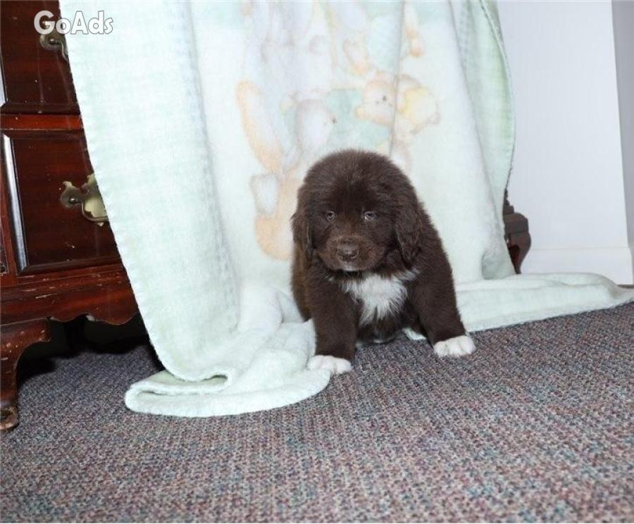 Registered newfoundland puppies for sale