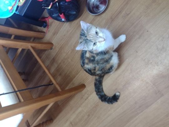 Rehoming cat