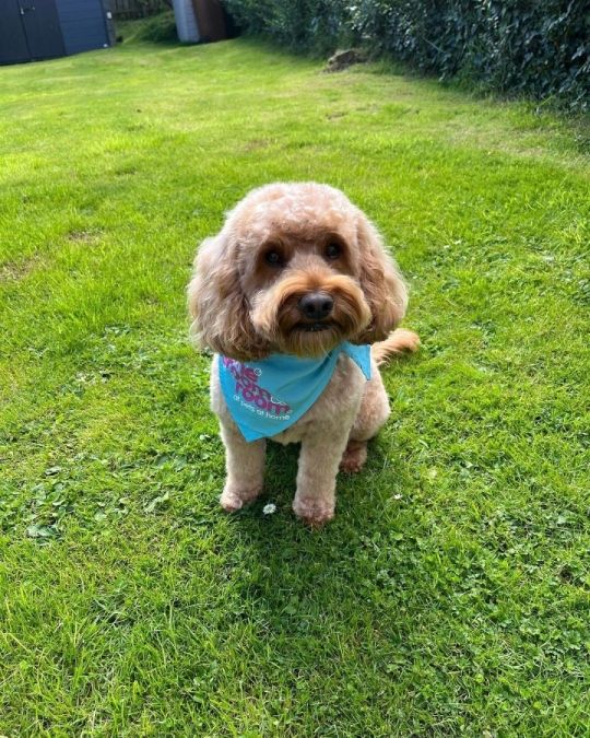 Rehoming Teddy, A Smart & Loving Boy