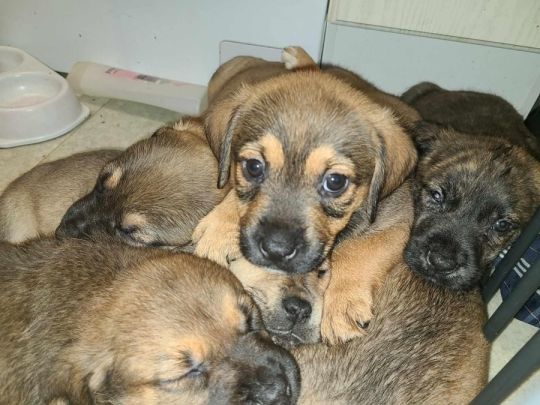 Rhodesian Ridgeback cross Boerboel Mastiff puppies/puppy
