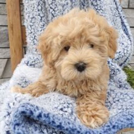 Ronnie the maltipoo