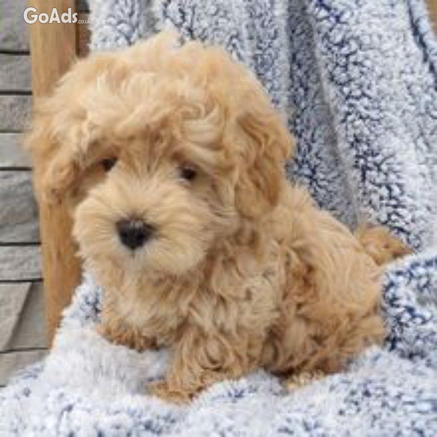 Ronnie the maltipoo