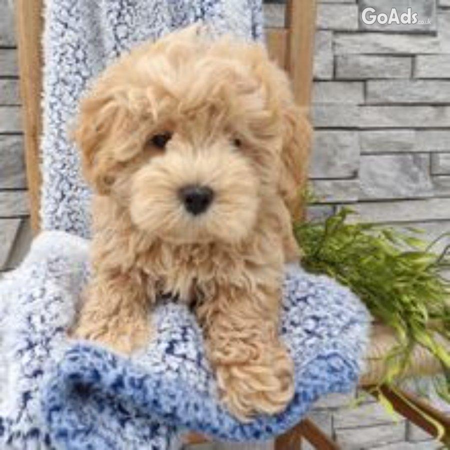 Ronnie the maltipoo