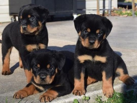 Rottweiler Puppies Available