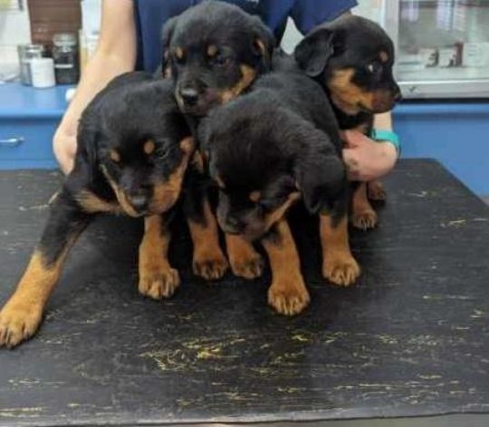 Rottweiler puppies for adoption sale