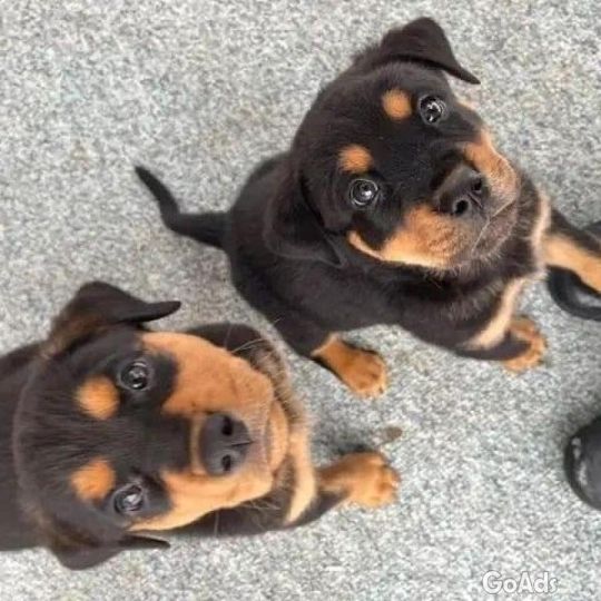 Rottweiler Puppies For Sale ‪  ‪ viber +447308659604‬
